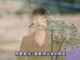 冬虫夏草网红店员工直言全是假货
